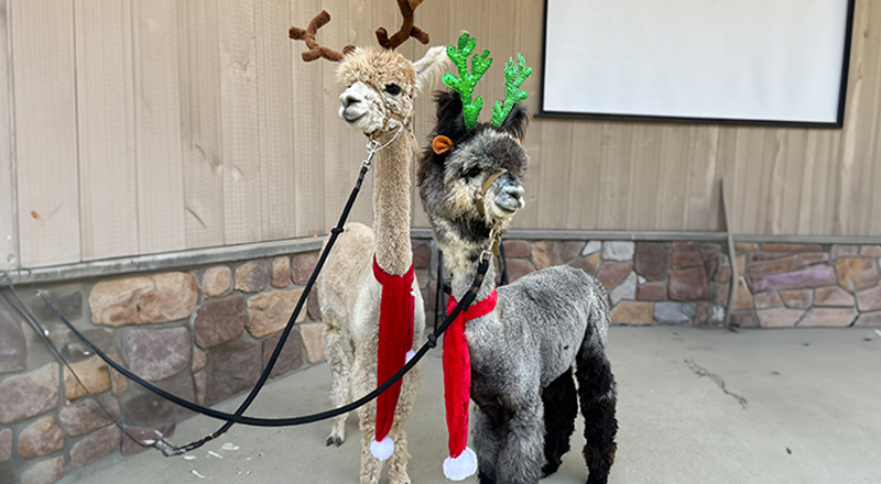 Animal encounter event entertainment